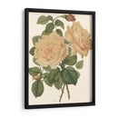 Vintage Roses Iii - Vision Studio | Cuadro decorativo de Canvas Lab