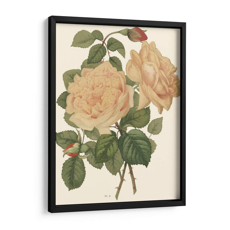 Vintage Roses Iii - Vision Studio | Cuadro decorativo de Canvas Lab