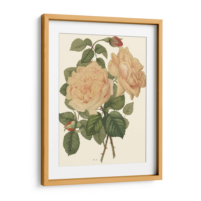 Vintage Roses Iii - Vision Studio | Cuadro decorativo de Canvas Lab