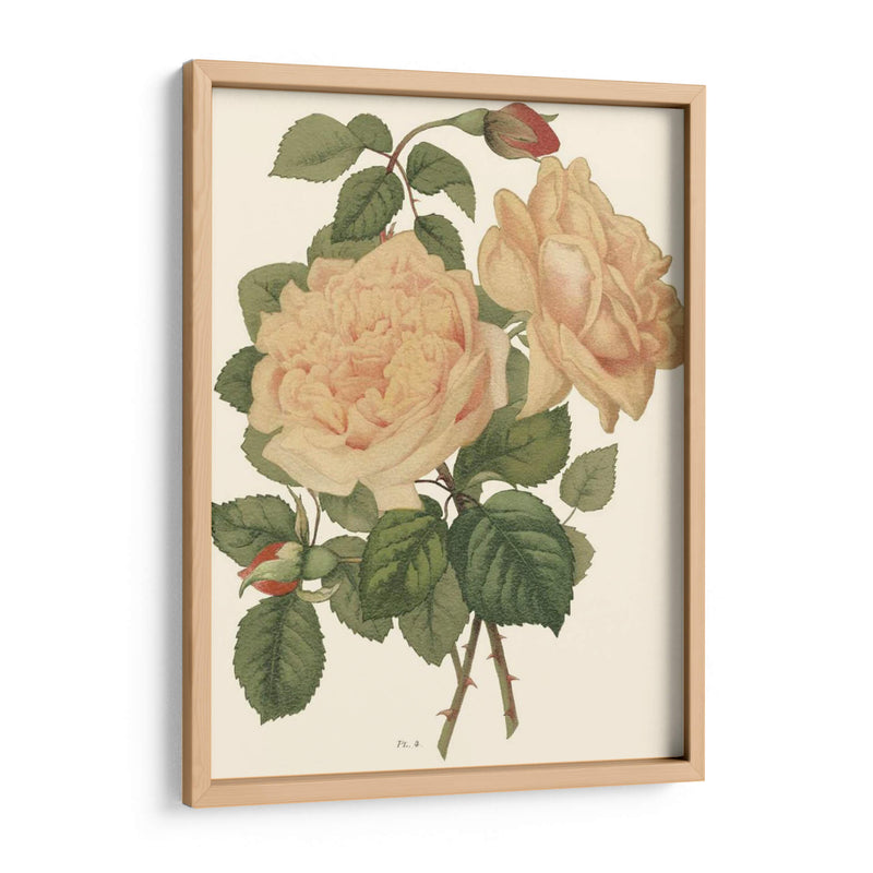 Vintage Roses Iii - Vision Studio | Cuadro decorativo de Canvas Lab