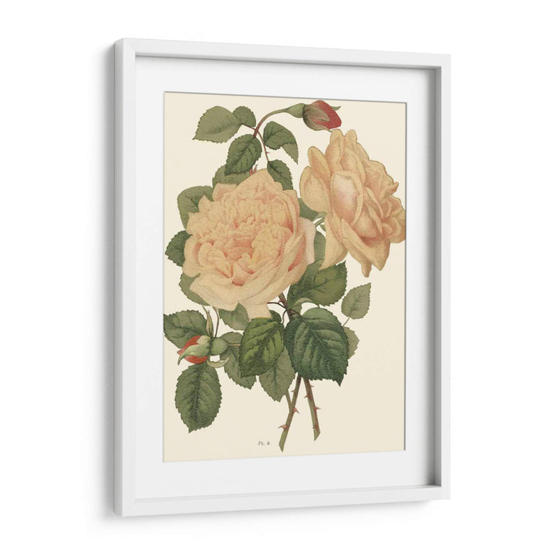 Vintage Roses Iii - Vision Studio | Cuadro decorativo de Canvas Lab