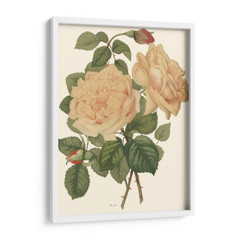 Vintage Roses Iii - Vision Studio | Cuadro decorativo de Canvas Lab