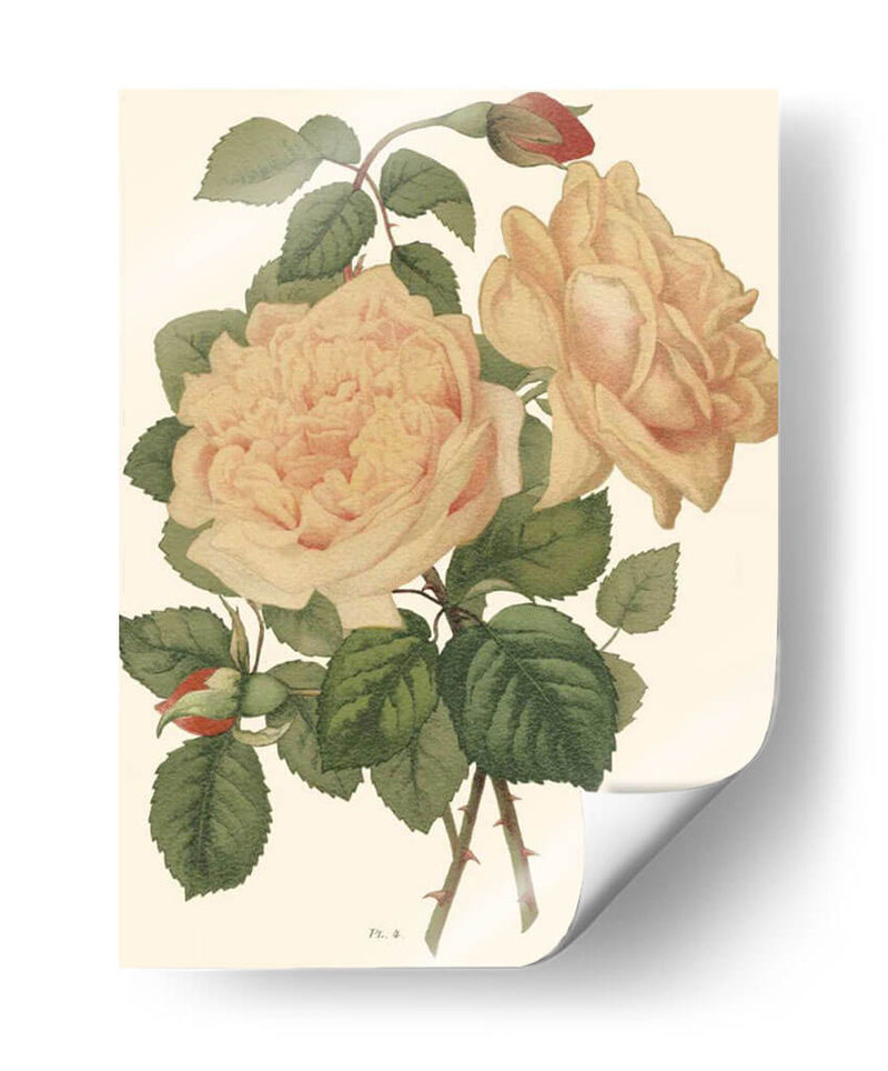 Vintage Roses Iii - Vision Studio | Cuadro decorativo de Canvas Lab