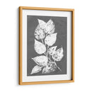 Frosty Philodendron Ii - Alicia Ludwig | Cuadro decorativo de Canvas Lab