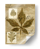 Collage De Hojas Iii - K. Archie | Cuadro decorativo de Canvas Lab