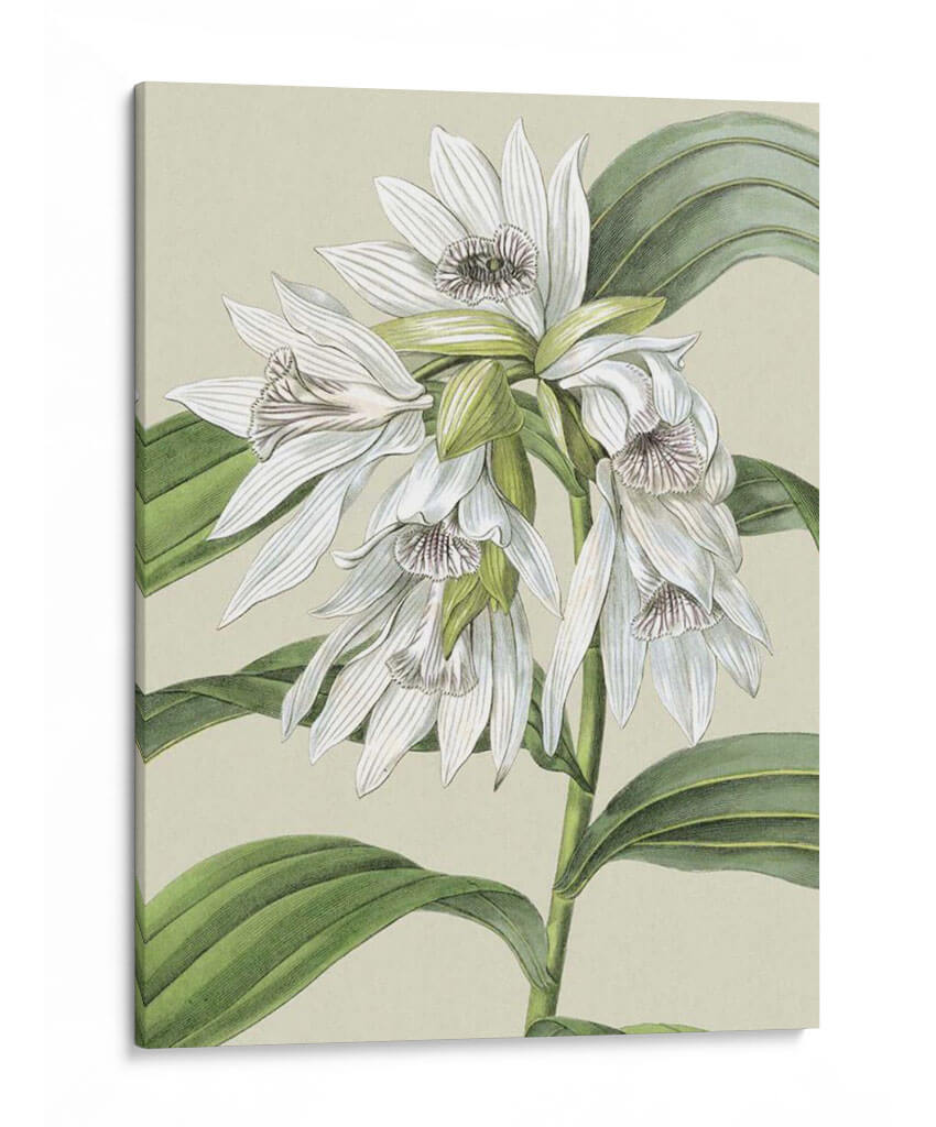 Pequeñas Floraciones De Orquídeas Iii - Vision Studio | Cuadro decorativo de Canvas Lab