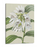 Pequeñas Floraciones De Orquídeas Iii - Vision Studio | Cuadro decorativo de Canvas Lab