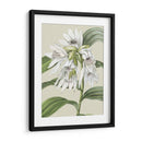 Pequeñas Floraciones De Orquídeas Iii - Vision Studio | Cuadro decorativo de Canvas Lab