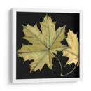 Pequeñas Hojas En Tándem Ii - Jennifer Goldberger | Cuadro decorativo de Canvas Lab