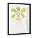Belleza De La Orquídea Pequeña I - Jennifer Goldberger | Cuadro decorativo de Canvas Lab