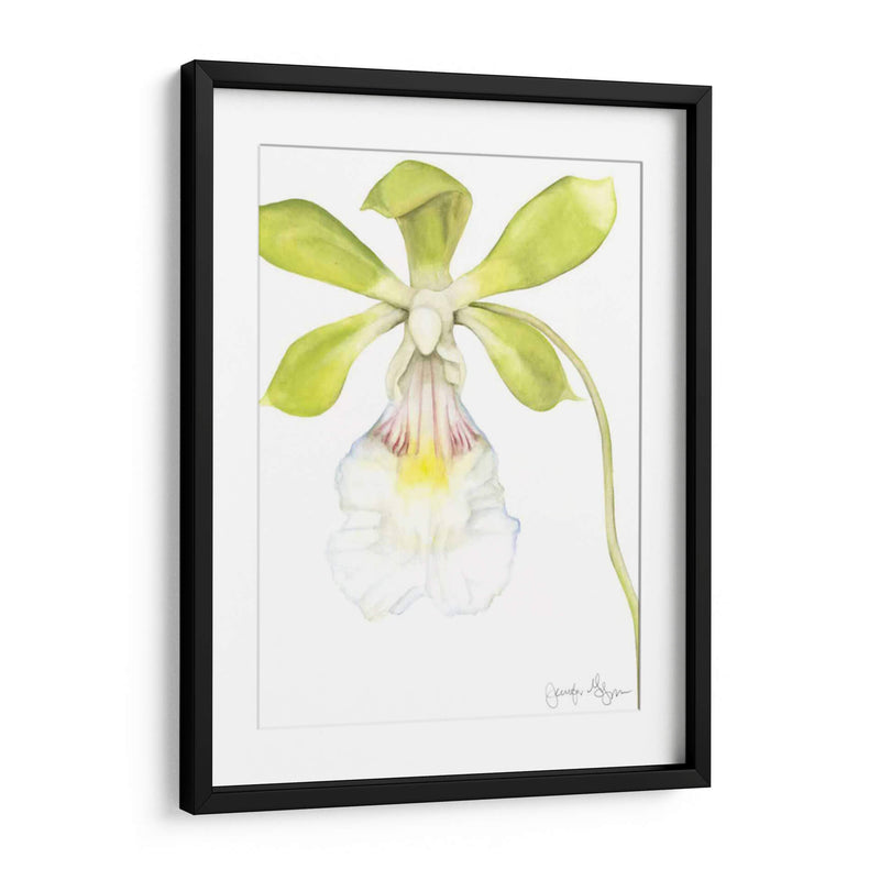 Belleza De La Orquídea Pequeña I - Jennifer Goldberger | Cuadro decorativo de Canvas Lab