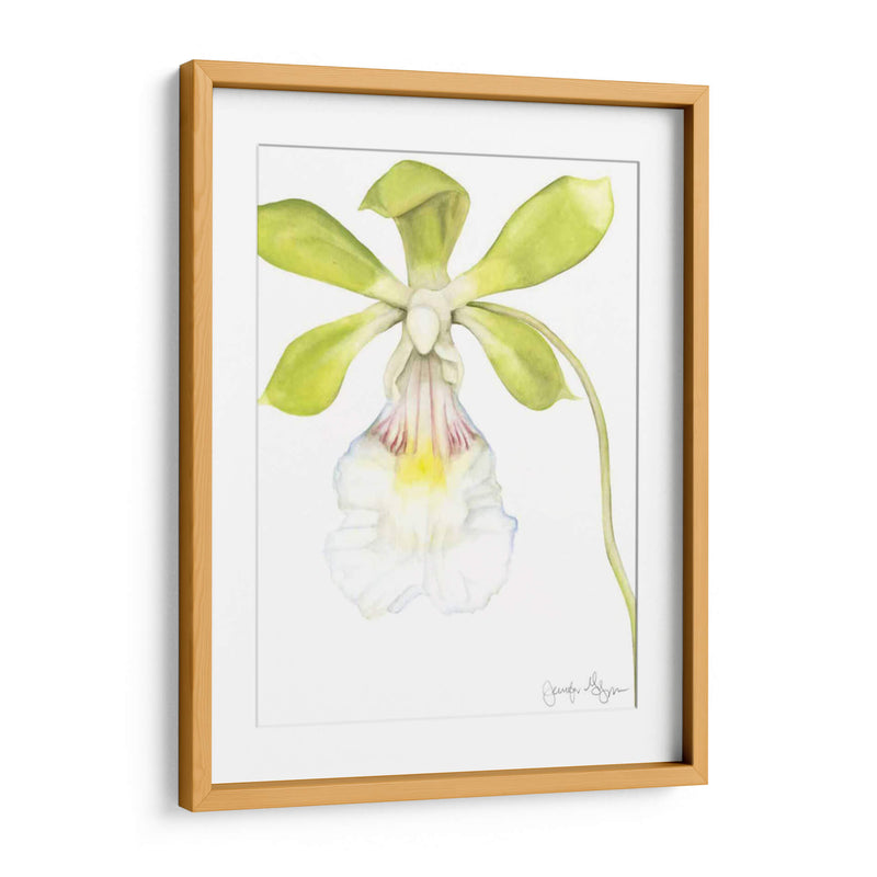 Belleza De La Orquídea Pequeña I - Jennifer Goldberger | Cuadro decorativo de Canvas Lab