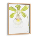 Belleza De La Orquídea Pequeña I - Jennifer Goldberger | Cuadro decorativo de Canvas Lab