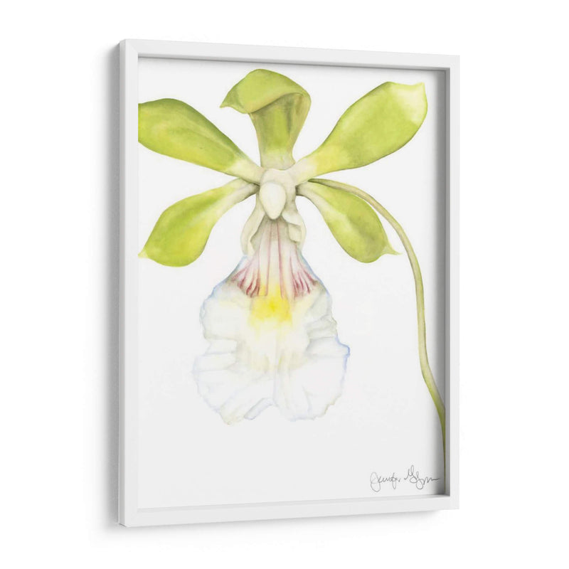 Belleza De La Orquídea Pequeña I - Jennifer Goldberger | Cuadro decorativo de Canvas Lab