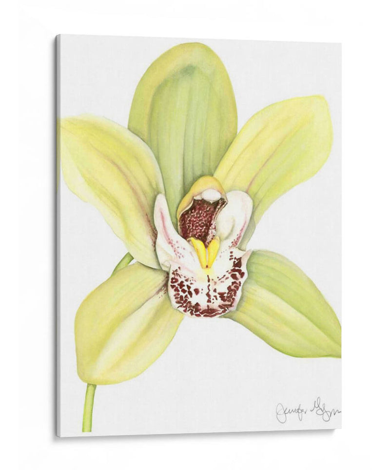 Pequeña Belleza De Orquídea Ii - Jennifer Goldberger | Cuadro decorativo de Canvas Lab