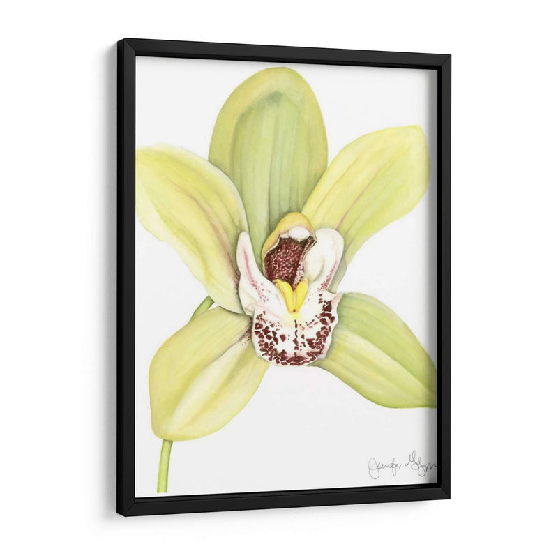 Pequeña Belleza De Orquídea Ii - Jennifer Goldberger | Cuadro decorativo de Canvas Lab