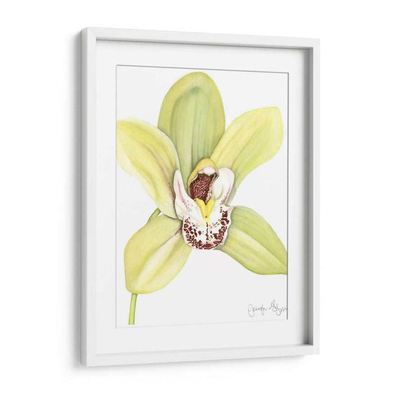 Pequeña Belleza De Orquídea Ii - Jennifer Goldberger | Cuadro decorativo de Canvas Lab