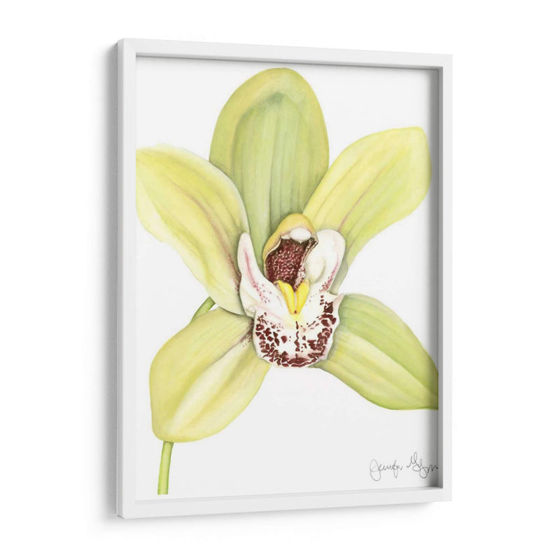 Pequeña Belleza De Orquídea Ii - Jennifer Goldberger | Cuadro decorativo de Canvas Lab