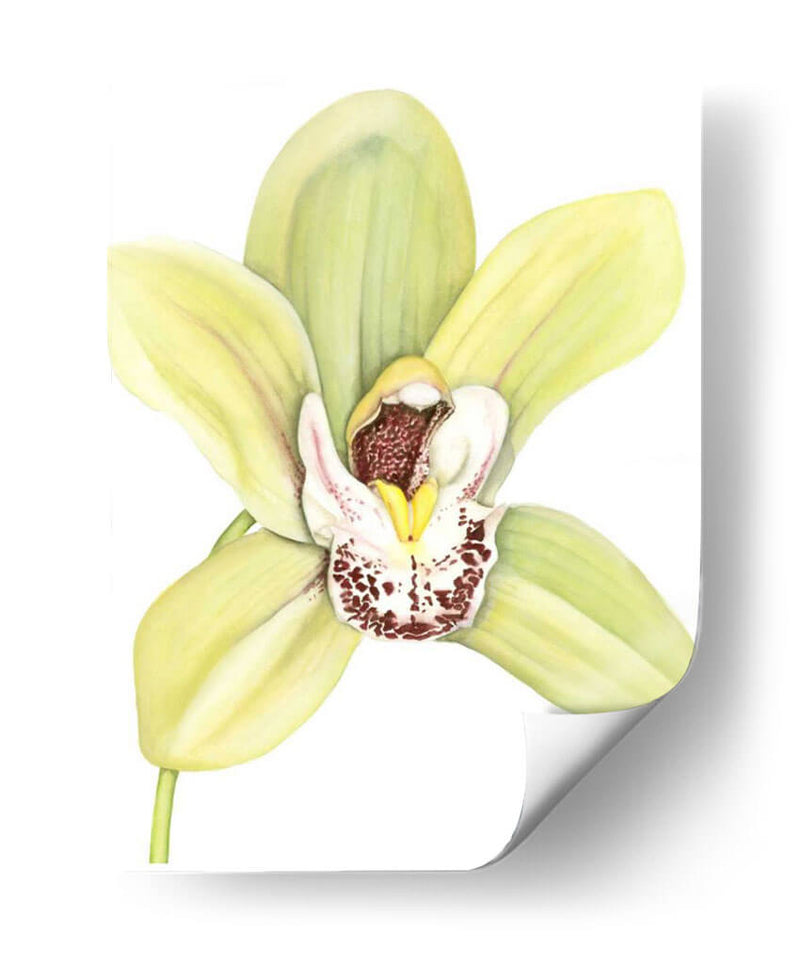 Pequeña Belleza De Orquídea Ii - Jennifer Goldberger | Cuadro decorativo de Canvas Lab