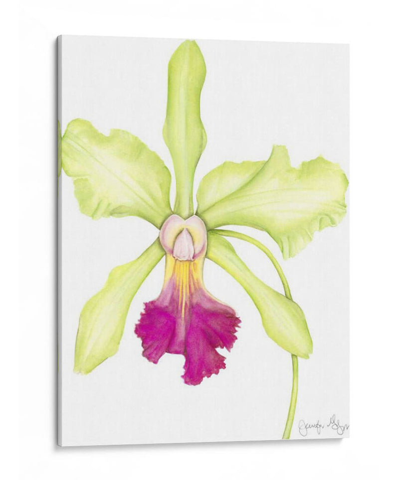 Pequeña Belleza De Orquídea Iii - Jennifer Goldberger | Cuadro decorativo de Canvas Lab