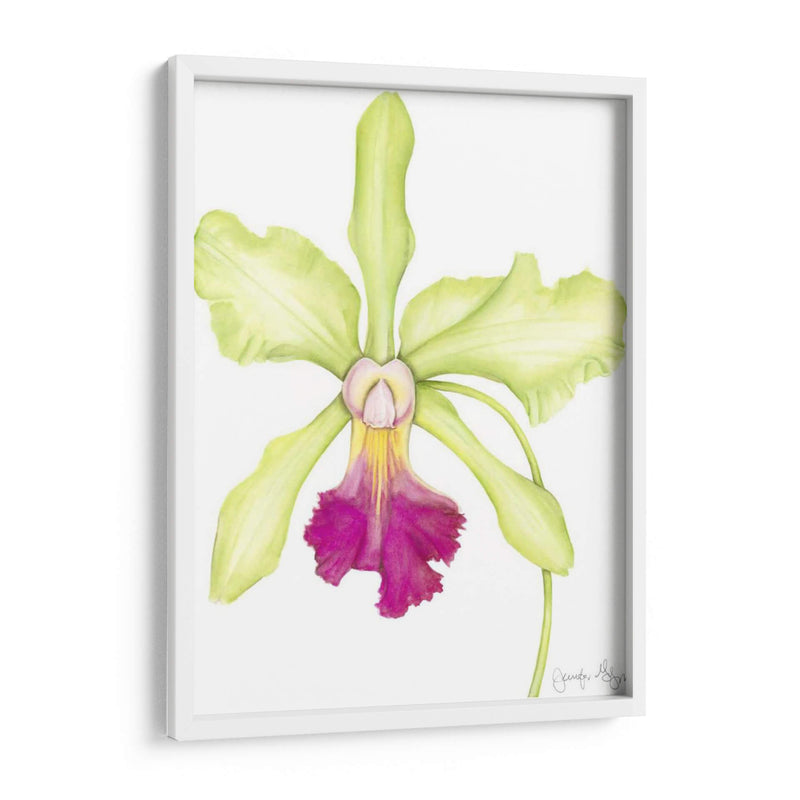 Pequeña Belleza De Orquídea Iii - Jennifer Goldberger | Cuadro decorativo de Canvas Lab