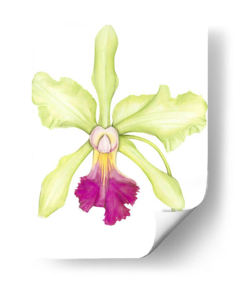 Pequeña Belleza De Orquídea Iii - Jennifer Goldberger | Cuadro decorativo de Canvas Lab