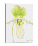 Pequeña Belleza De La Orquídea Iv - Jennifer Goldberger | Cuadro decorativo de Canvas Lab