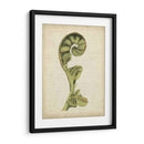 Pequeñas Helechos De Fiddlehead I - Jennifer Goldberger | Cuadro decorativo de Canvas Lab