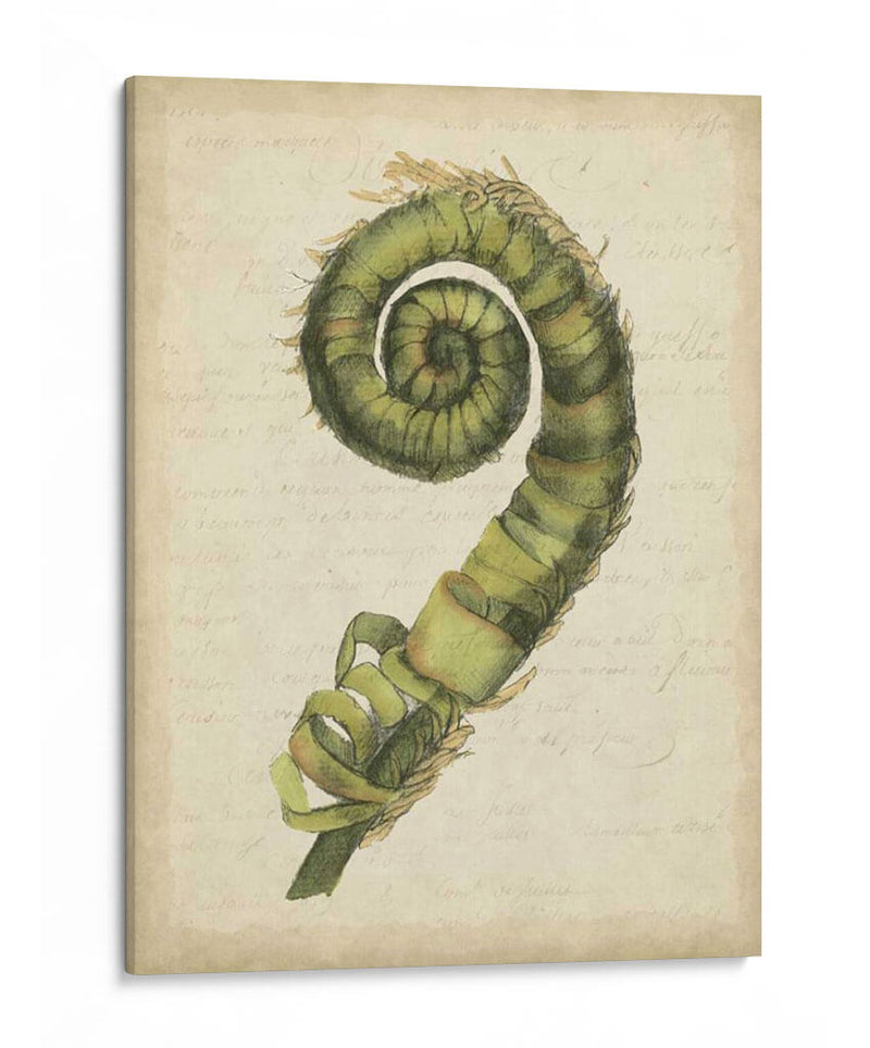 Pequeño Fiddlehead Ferns Ii - Jennifer Goldberger | Cuadro decorativo de Canvas Lab