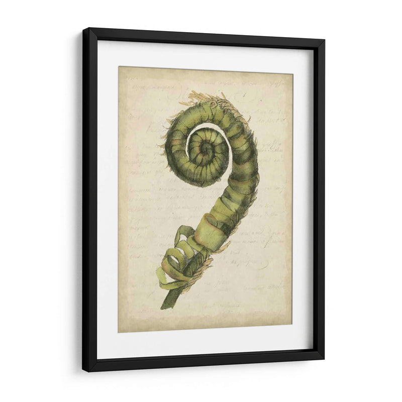 Pequeño Fiddlehead Ferns Ii - Jennifer Goldberger | Cuadro decorativo de Canvas Lab