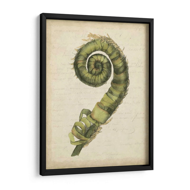 Pequeño Fiddlehead Ferns Ii - Jennifer Goldberger | Cuadro decorativo de Canvas Lab