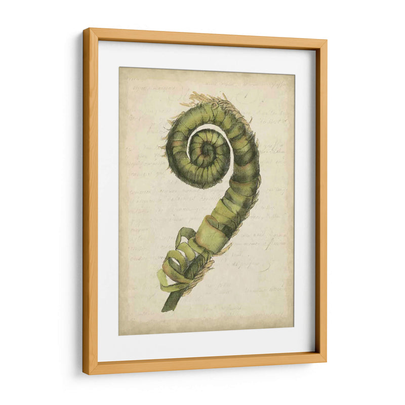 Pequeño Fiddlehead Ferns Ii - Jennifer Goldberger | Cuadro decorativo de Canvas Lab