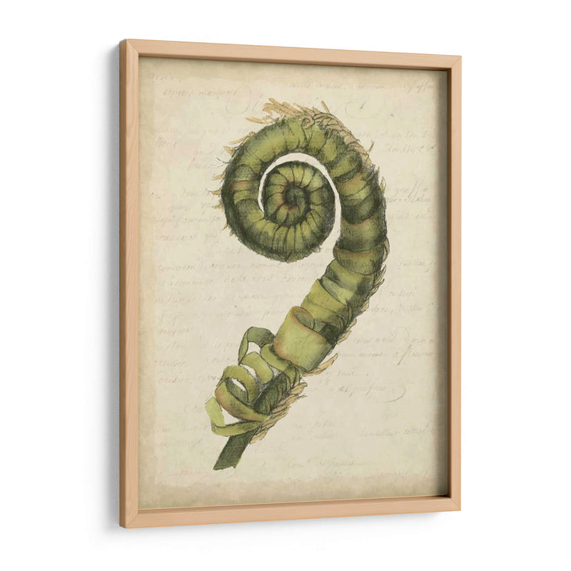 Pequeño Fiddlehead Ferns Ii - Jennifer Goldberger | Cuadro decorativo de Canvas Lab