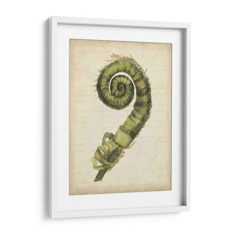 Pequeño Fiddlehead Ferns Ii - Jennifer Goldberger | Cuadro decorativo de Canvas Lab