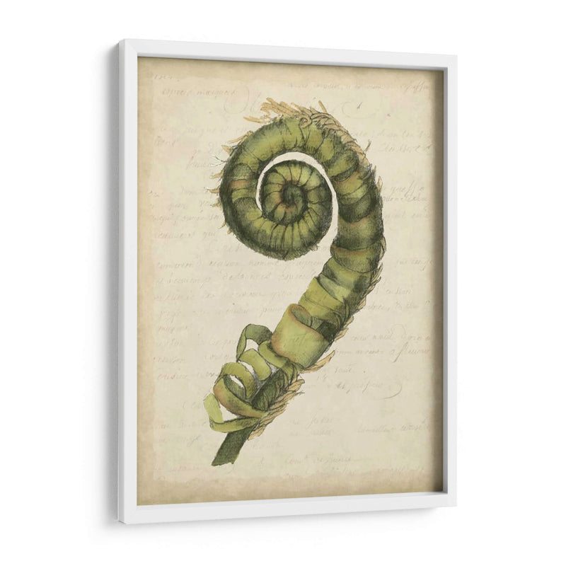 Pequeño Fiddlehead Ferns Ii - Jennifer Goldberger | Cuadro decorativo de Canvas Lab