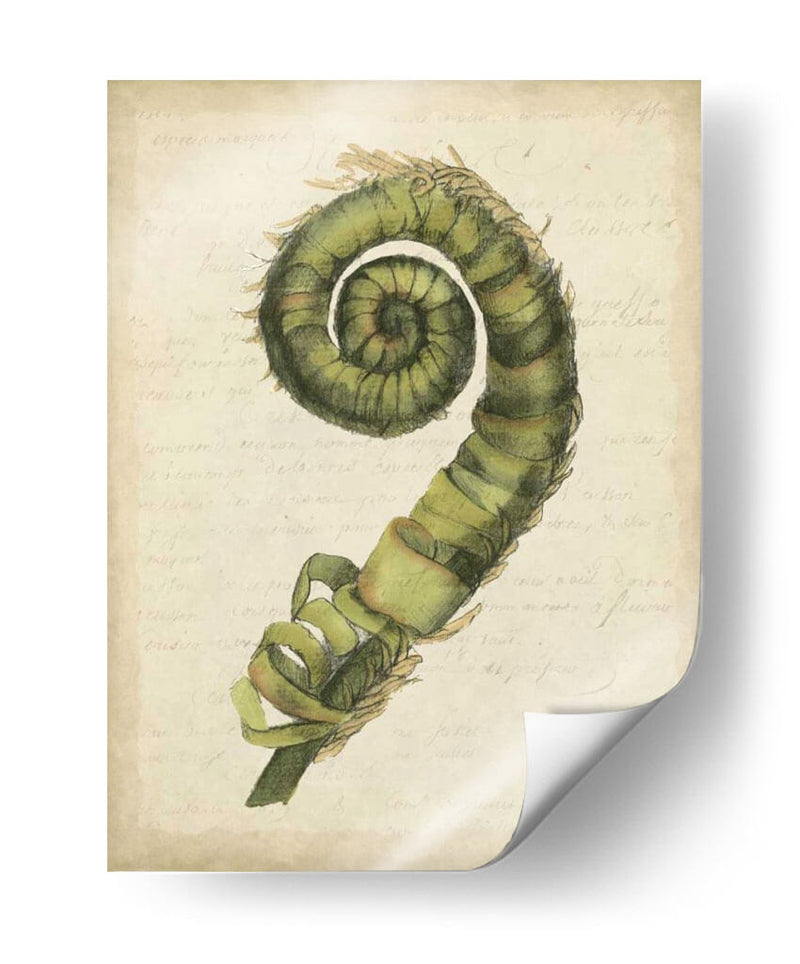 Pequeño Fiddlehead Ferns Ii - Jennifer Goldberger | Cuadro decorativo de Canvas Lab