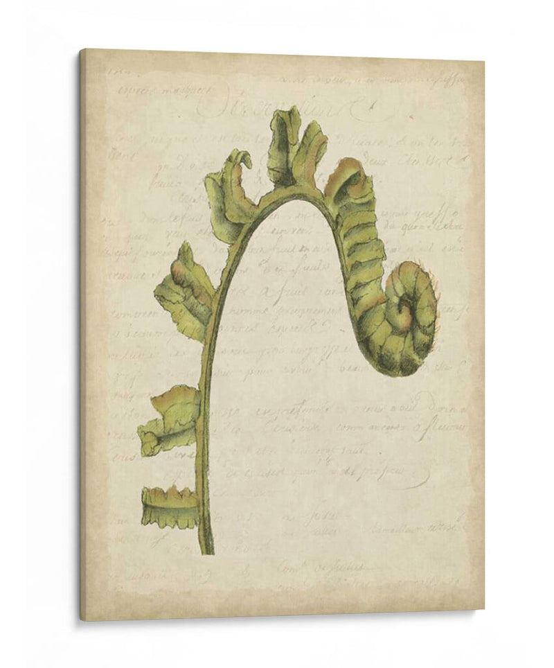 Pequeño Fiddlehead Ferns Iii - Jennifer Goldberger | Cuadro decorativo de Canvas Lab