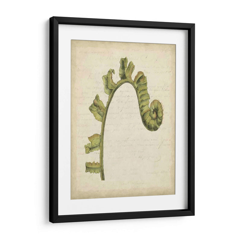 Pequeño Fiddlehead Ferns Iii - Jennifer Goldberger | Cuadro decorativo de Canvas Lab