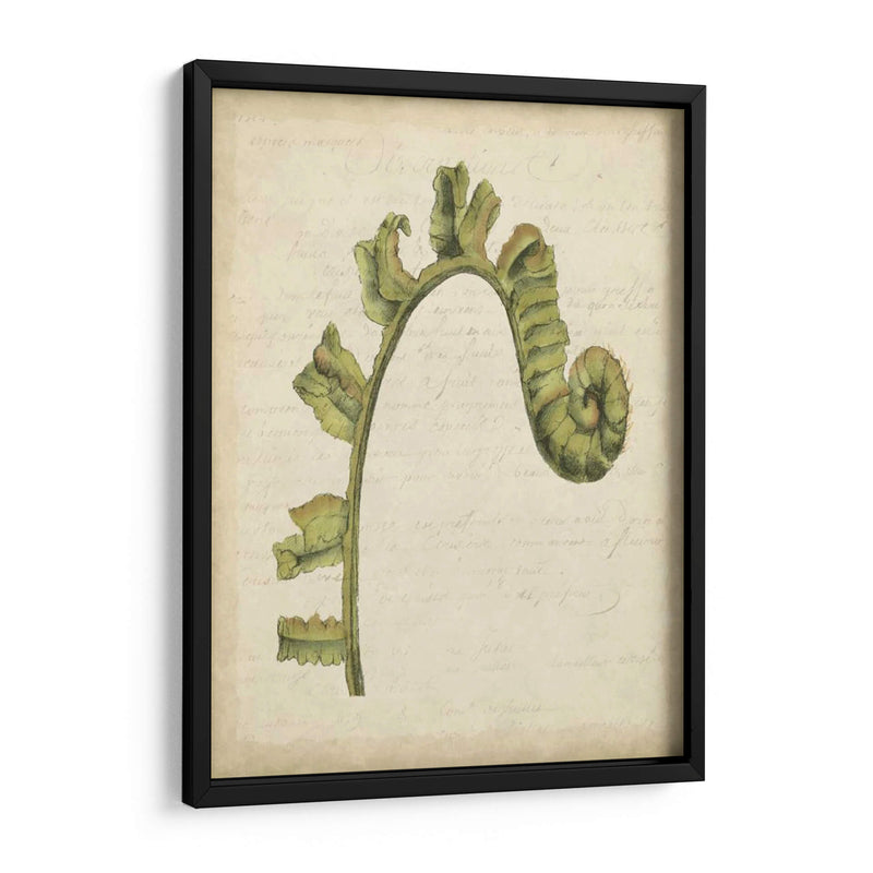 Pequeño Fiddlehead Ferns Iii - Jennifer Goldberger | Cuadro decorativo de Canvas Lab