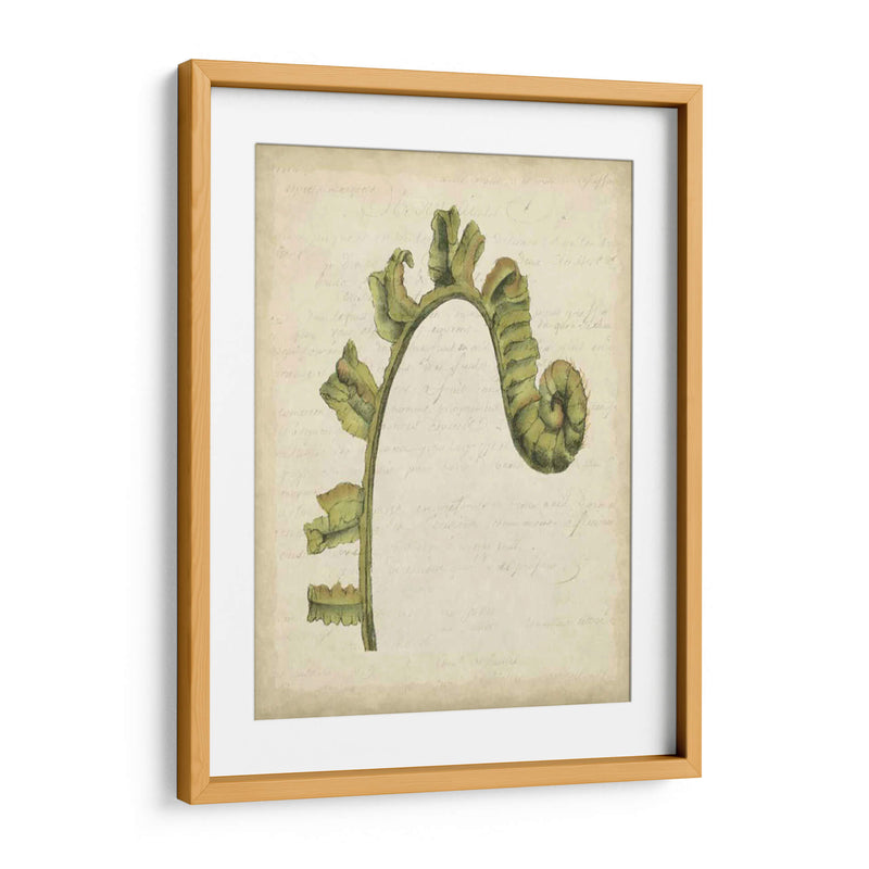 Pequeño Fiddlehead Ferns Iii - Jennifer Goldberger | Cuadro decorativo de Canvas Lab