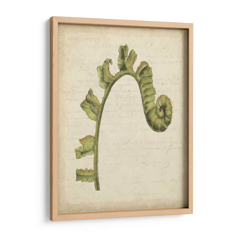 Pequeño Fiddlehead Ferns Iii - Jennifer Goldberger | Cuadro decorativo de Canvas Lab