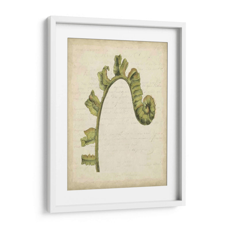 Pequeño Fiddlehead Ferns Iii - Jennifer Goldberger | Cuadro decorativo de Canvas Lab