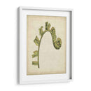 Pequeño Fiddlehead Ferns Iii - Jennifer Goldberger | Cuadro decorativo de Canvas Lab