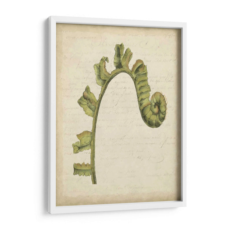 Pequeño Fiddlehead Ferns Iii - Jennifer Goldberger | Cuadro decorativo de Canvas Lab