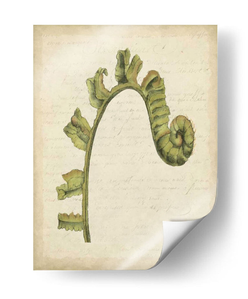 Pequeño Fiddlehead Ferns Iii - Jennifer Goldberger | Cuadro decorativo de Canvas Lab