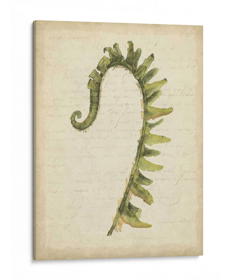 Pequeño Fiddlehead Ferns Iv - Jennifer Goldberger | Cuadro decorativo de Canvas Lab