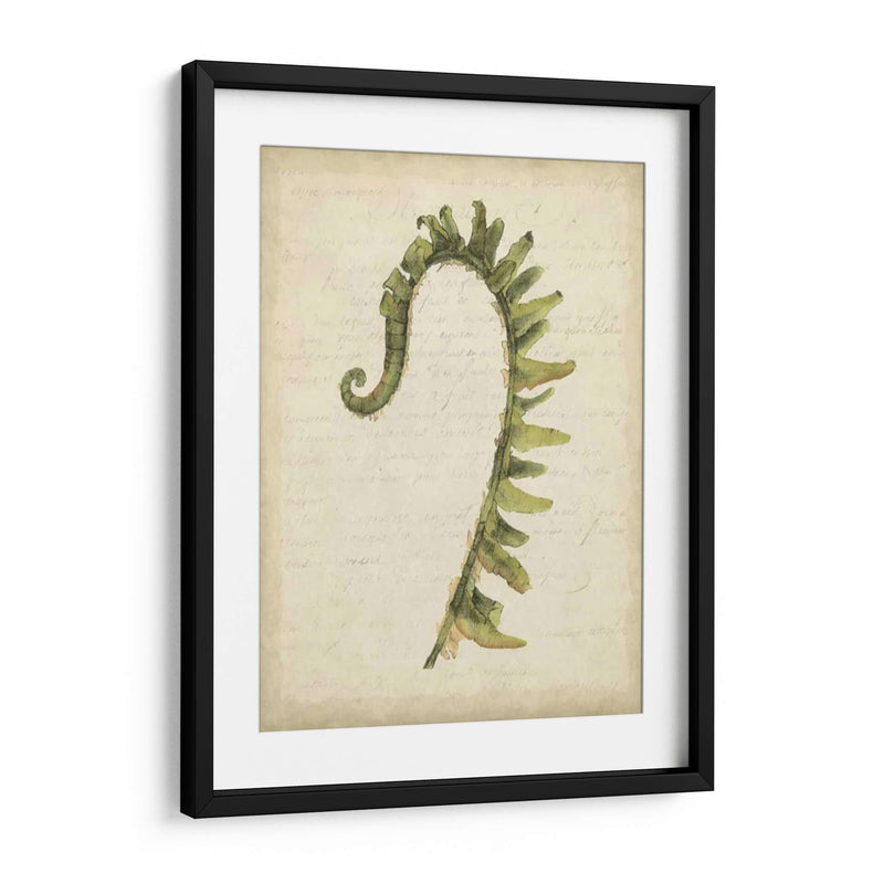 Pequeño Fiddlehead Ferns Iv - Jennifer Goldberger | Cuadro decorativo de Canvas Lab