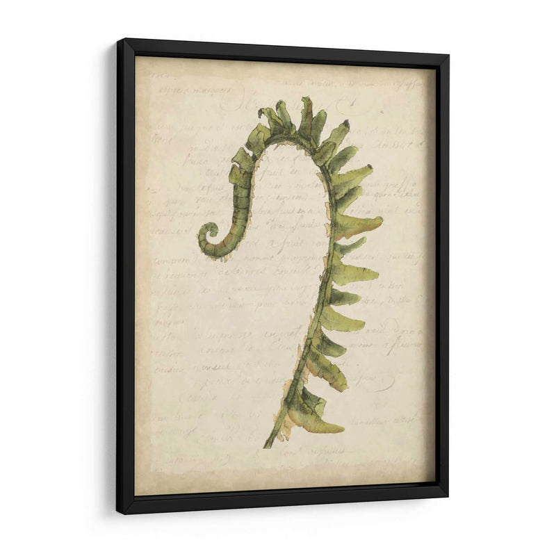 Pequeño Fiddlehead Ferns Iv - Jennifer Goldberger | Cuadro decorativo de Canvas Lab