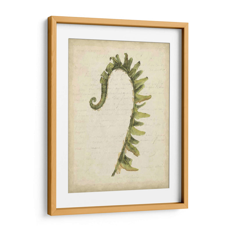 Pequeño Fiddlehead Ferns Iv - Jennifer Goldberger | Cuadro decorativo de Canvas Lab