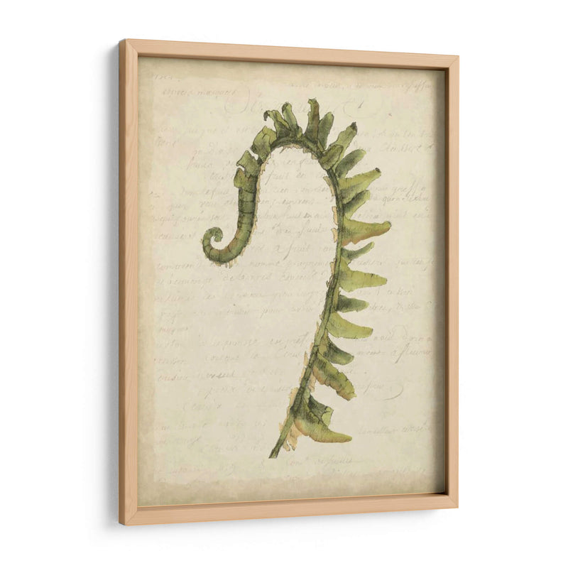 Pequeño Fiddlehead Ferns Iv - Jennifer Goldberger | Cuadro decorativo de Canvas Lab